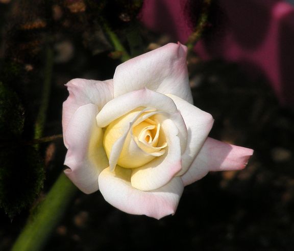 X-Rated photo 2014_06070089_zps2d8f5a8d.jpg